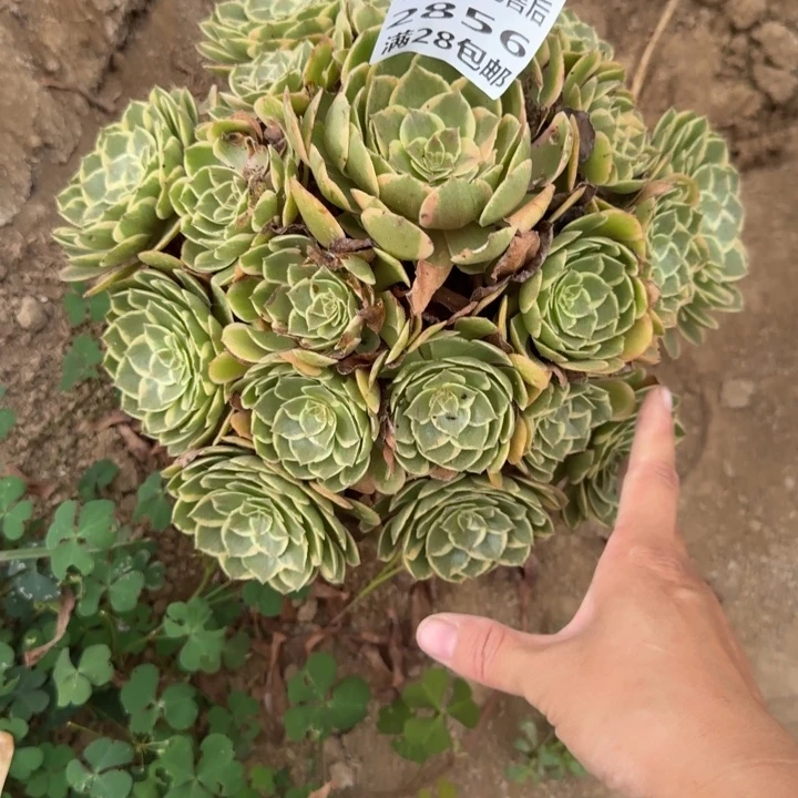 2856二号棚粉花妖V