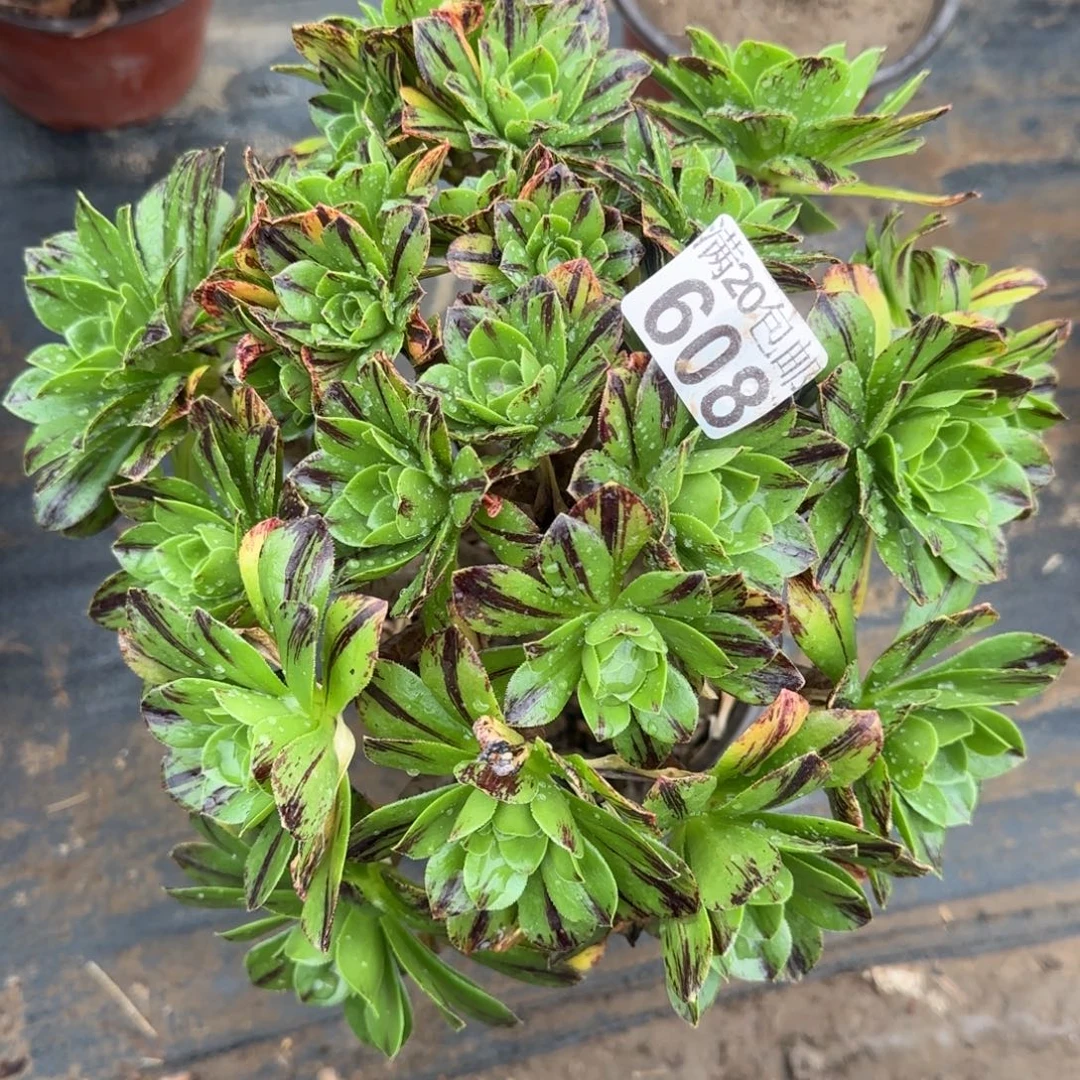 碧火608满20包邮断枝不包