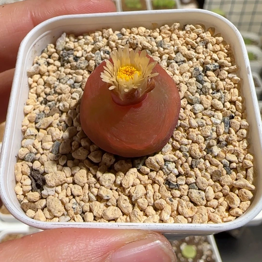 腐***生肉锥多肉植物组合-优选水蜜桃母本464