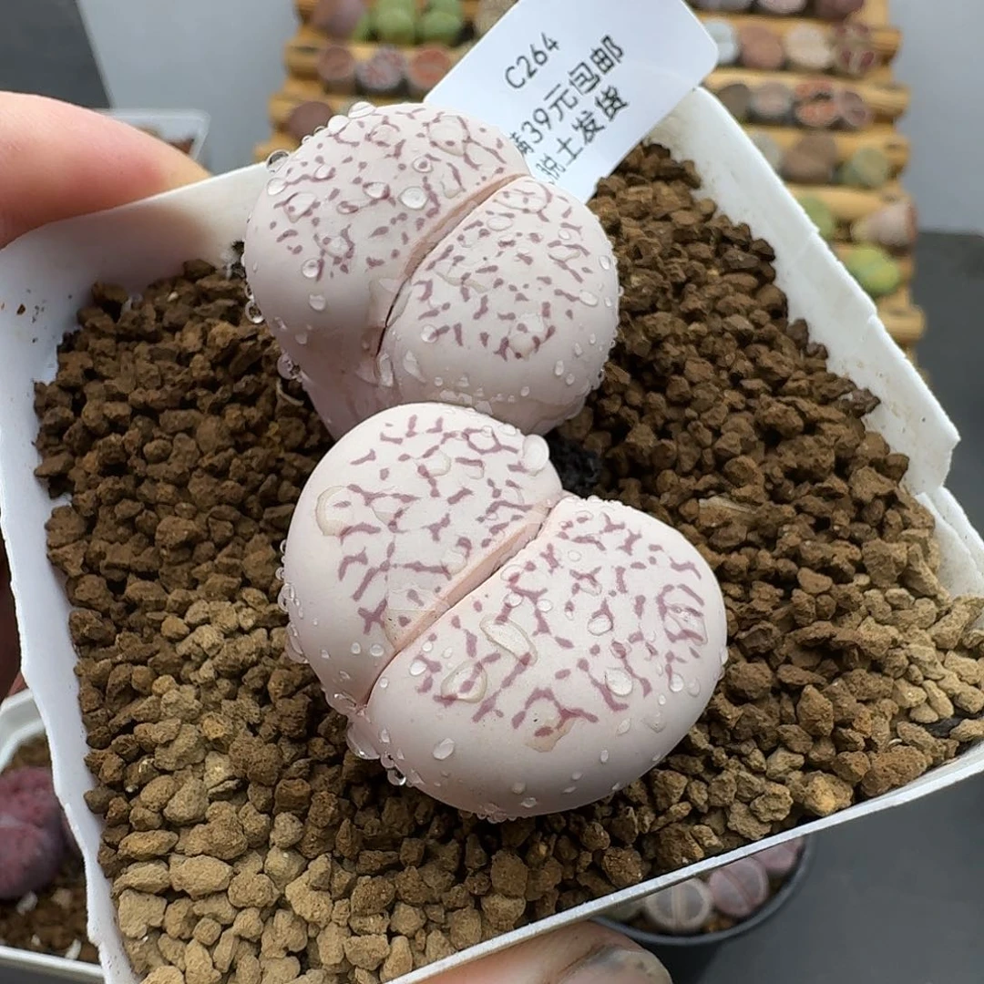 巨***笑264哈哈哈哈哈哈哈哈哈哈