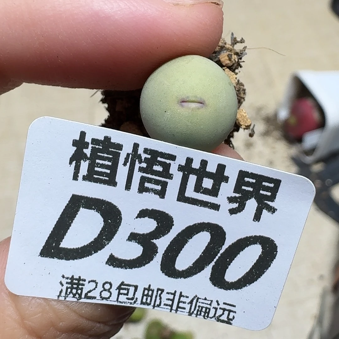 多肉植物的人生fgbh