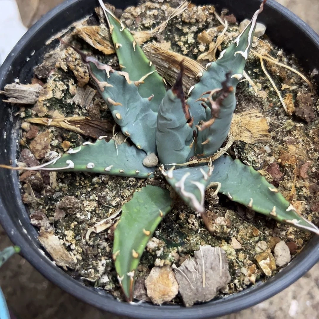 实生eb曲刺妖炎植物