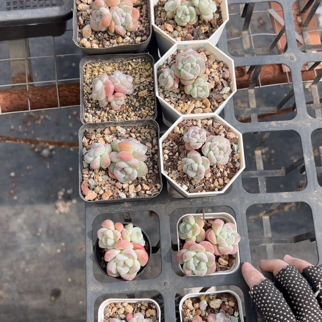 扭***筋184号冰玉多肉植物