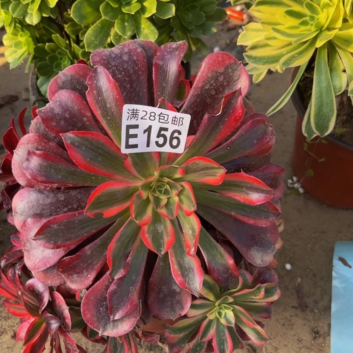 156多肉植物一物一拍