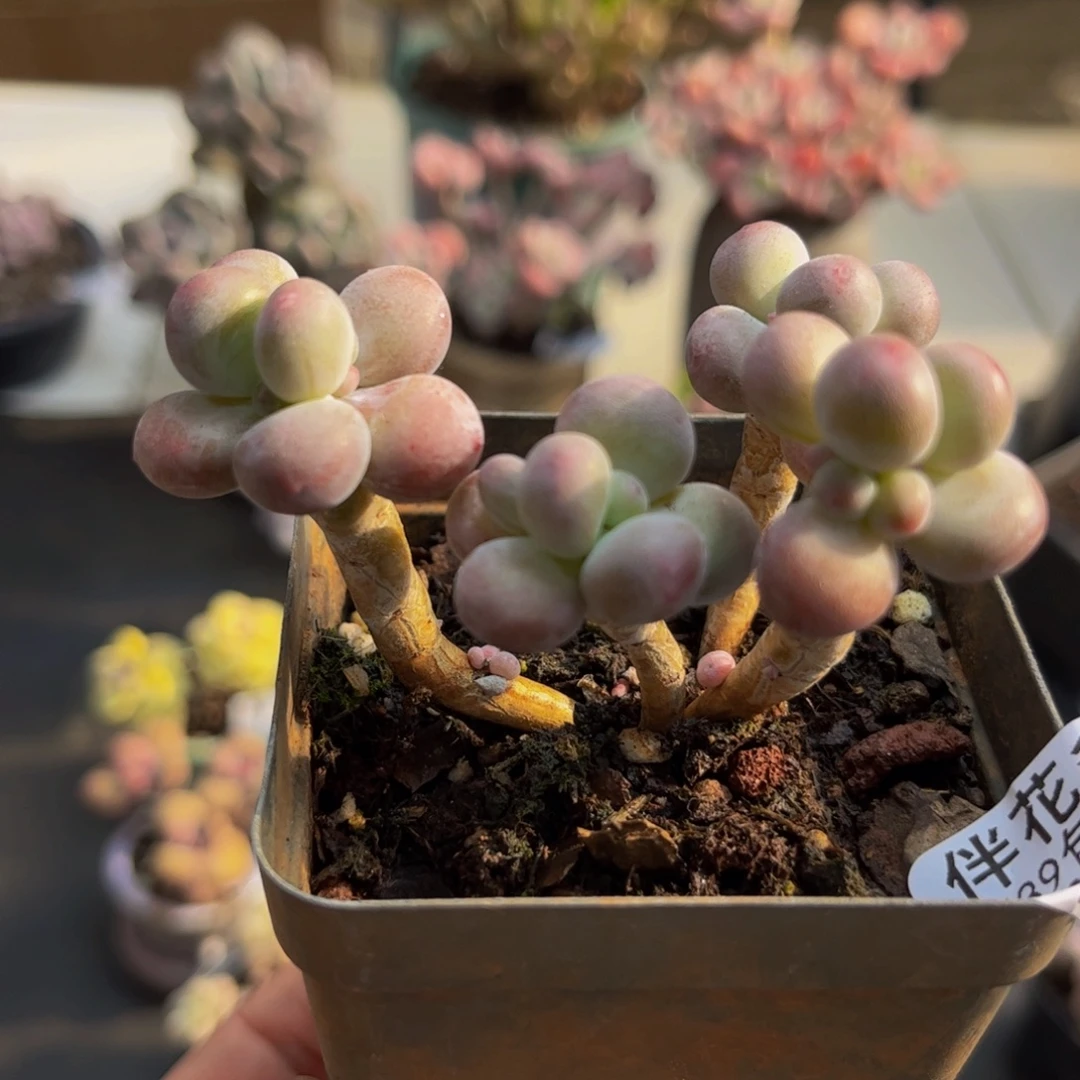 819/5cm芒果奶多肉植物