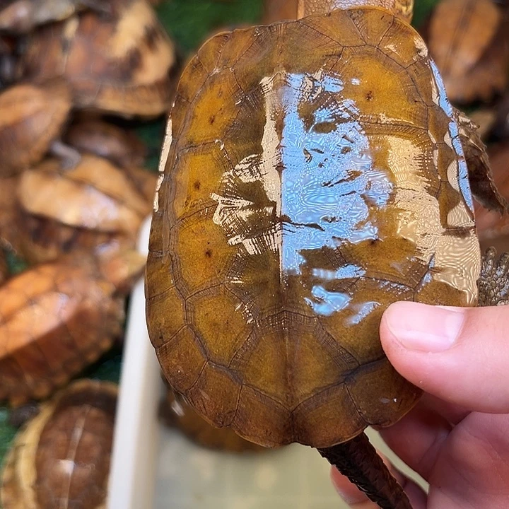 麦***绿毛龟母剧院闭壳龟
