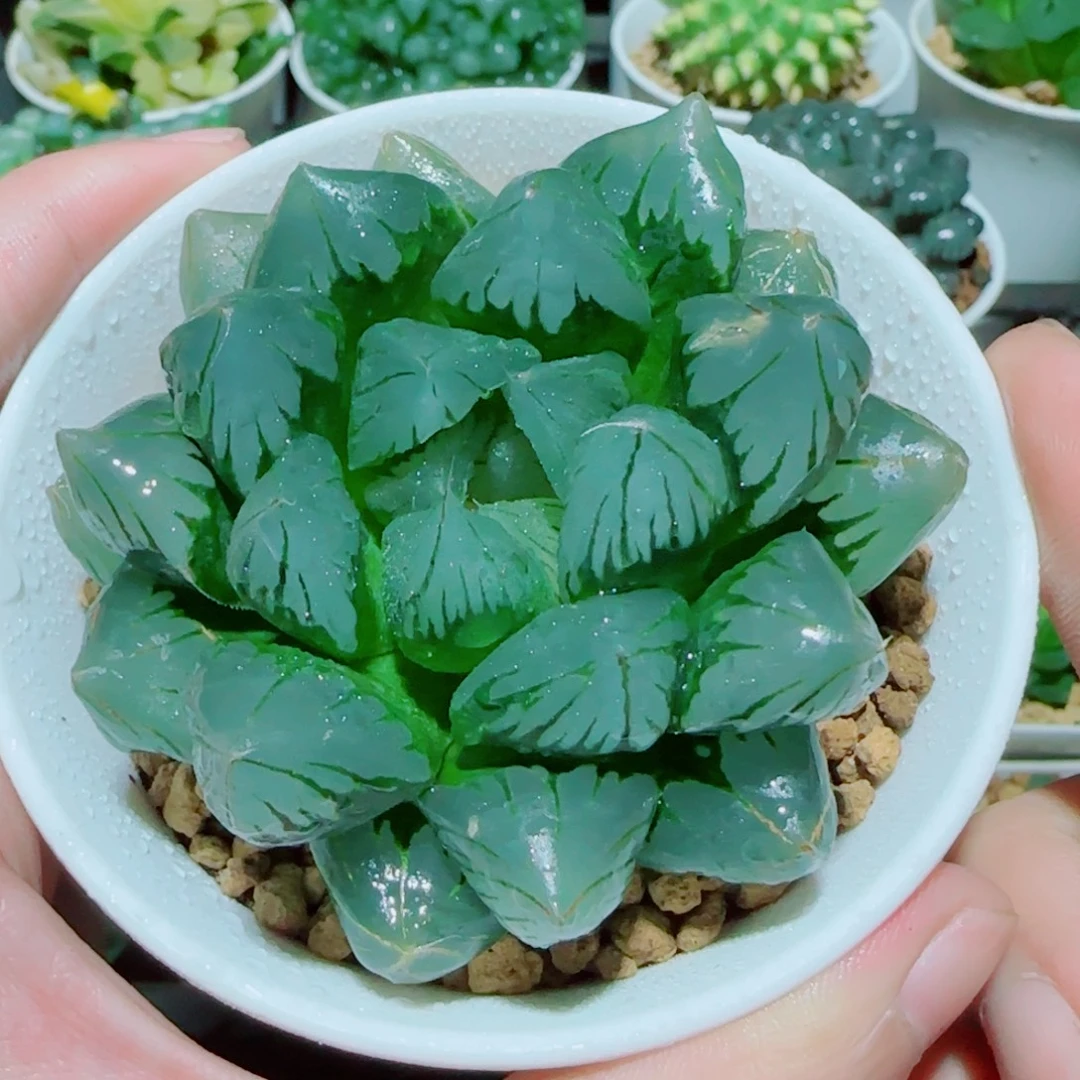 水晶玉露多肉植物