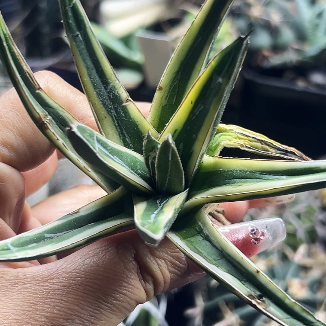 雪山锦仙人球66666666