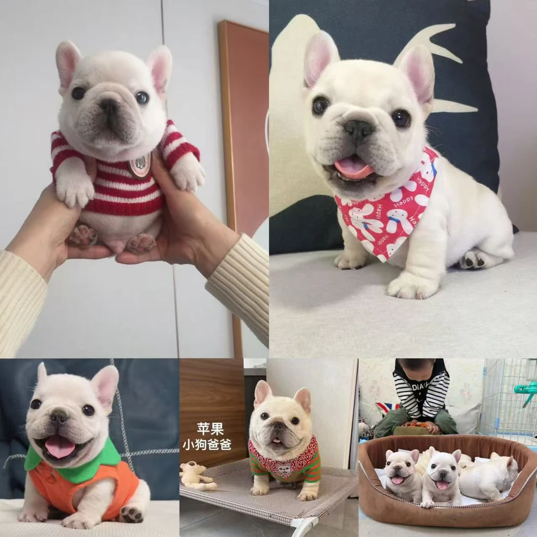 【大凯家的法斗】法牛法斗幼犬 奶油法斗蓝牛虎斑法国斗牛犬活体