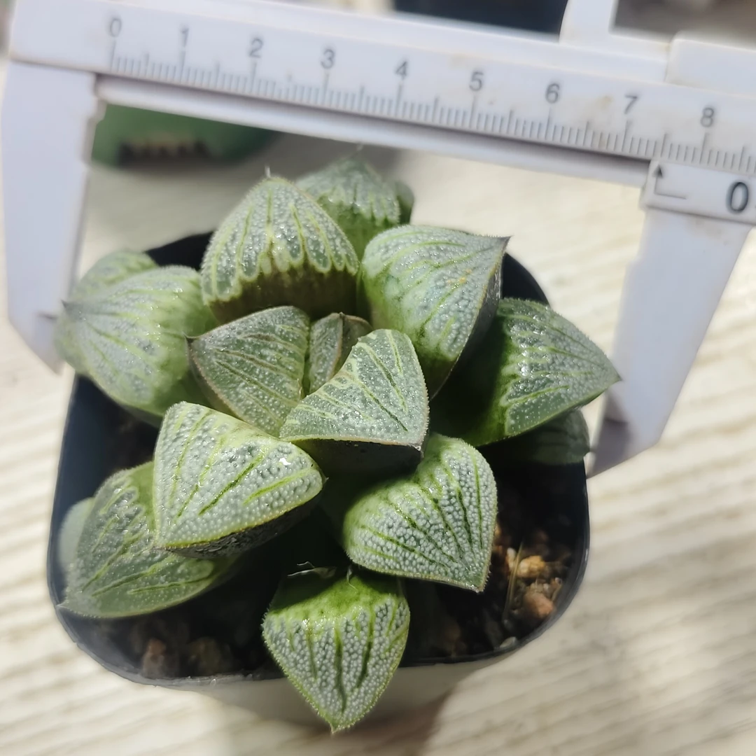 【白羊座】十二卷多肉植物（满16包邮）