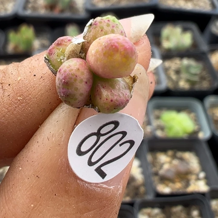 802号111111111111111