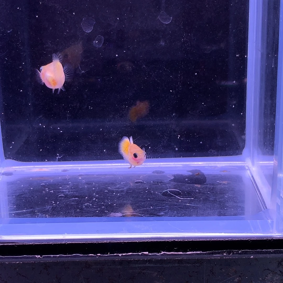 孔雀鱼黄金黄化玻璃猫球