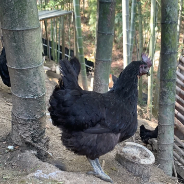 五黑鸡两年老母鸡