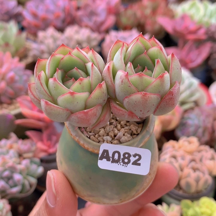 一物一拍含盆土满38包邮A082