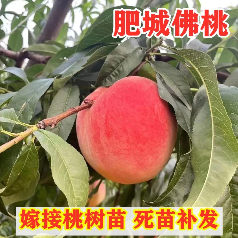 山东肥城佛桃树苗嫁接特大水蜜桃树南方北方种植盆栽地栽当年结果