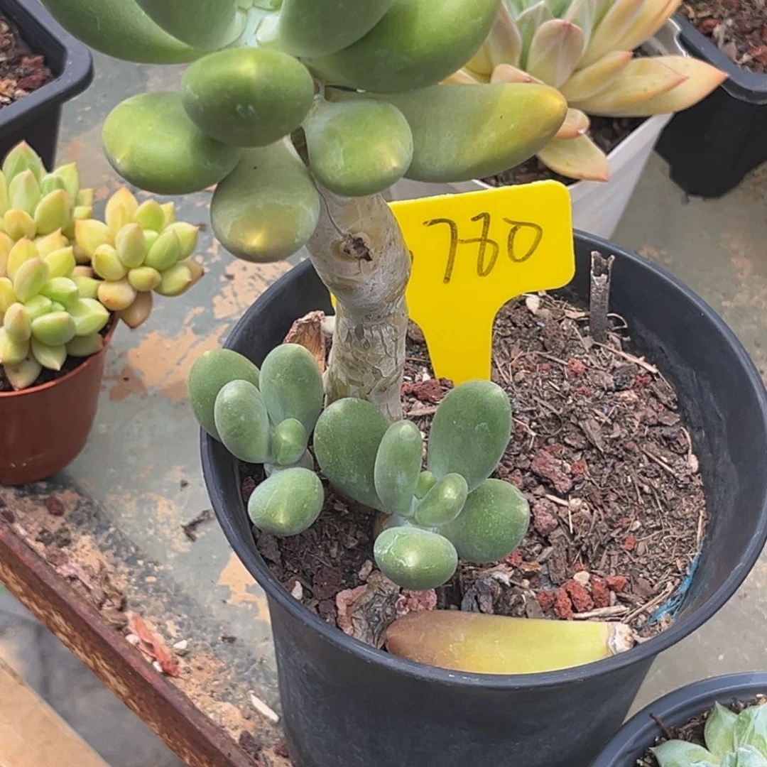 小**?6780号上午多肉植物群生多肉植物