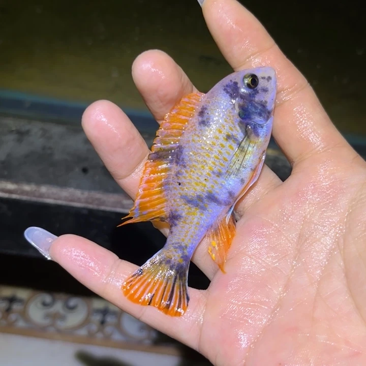 广***务海水鱼两条母mc。zz