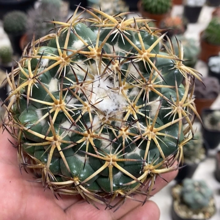 实生大号天丝象牙特价