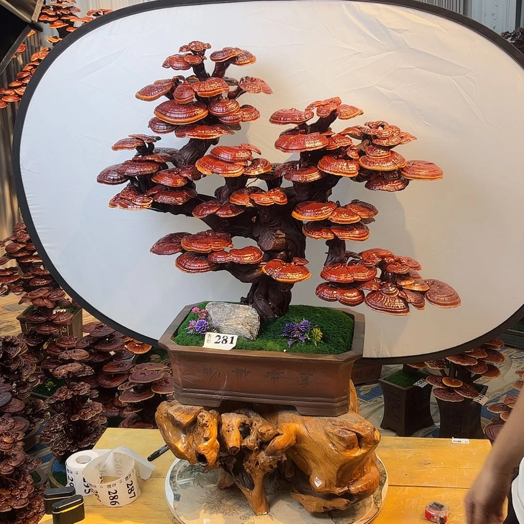 无花朵8888888888888