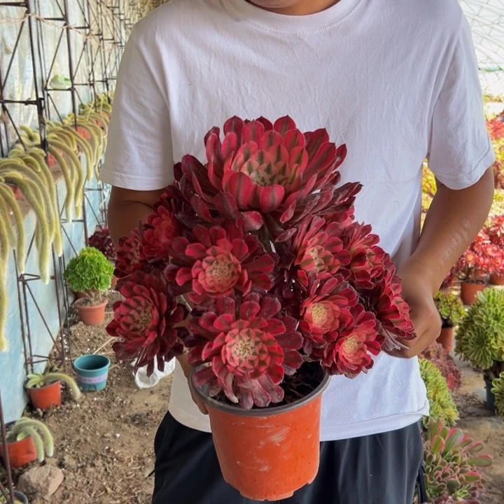 19.9红桐白一棵包邮