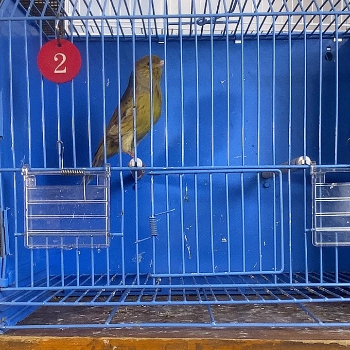 木***人文鸟香绿小哥公，包20天内大叫