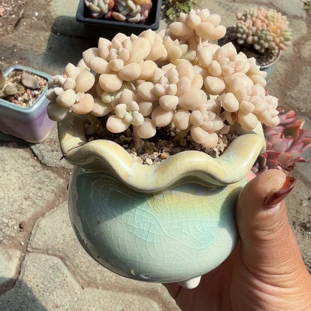 丸叶姬秋丽带盆多肉植物