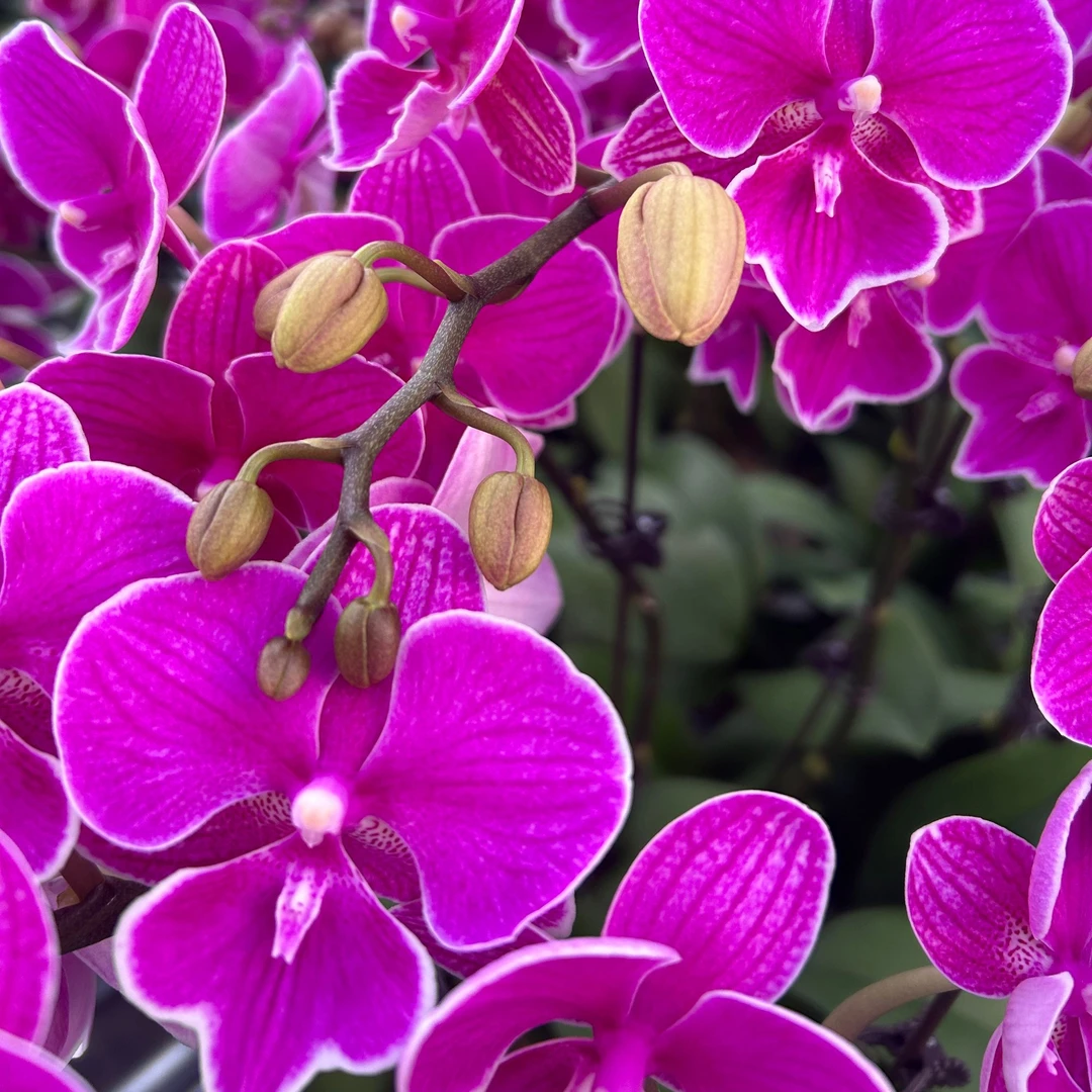 蝴蝶兰【红豆】少量花苞花色娇艳耐养适合室内观赏 送人送礼