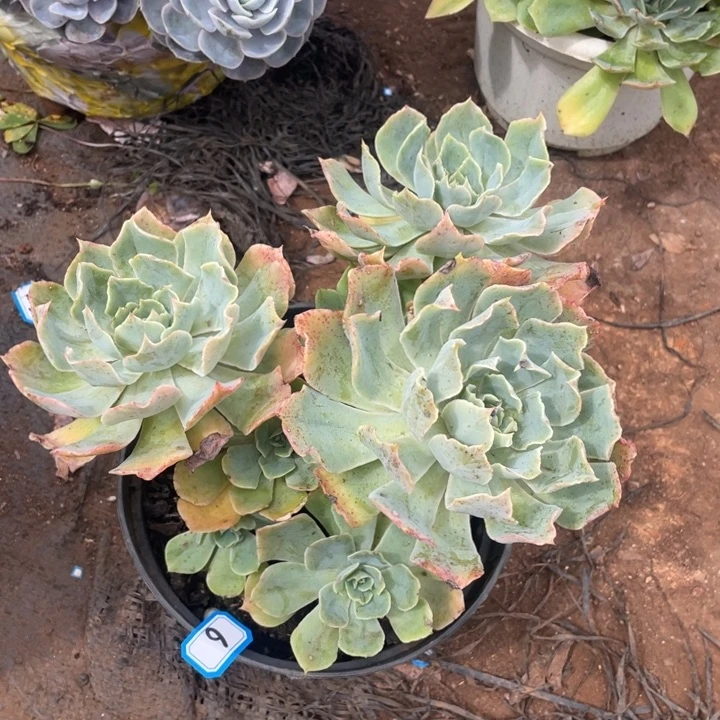 6海啸一物一拍多肉