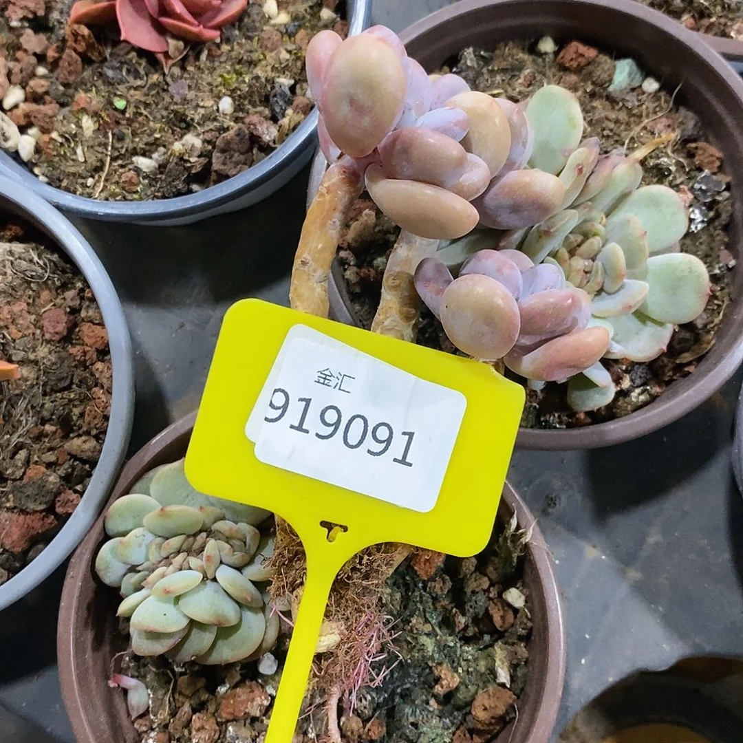 止*福利多多。919091