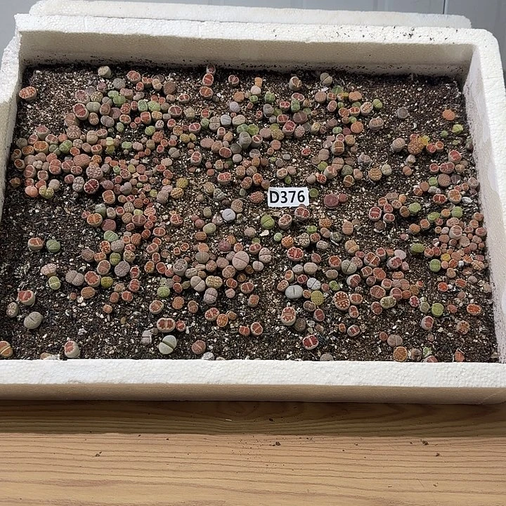 生376石花整筐脱土发货