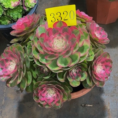 3320荔枝多肉植物