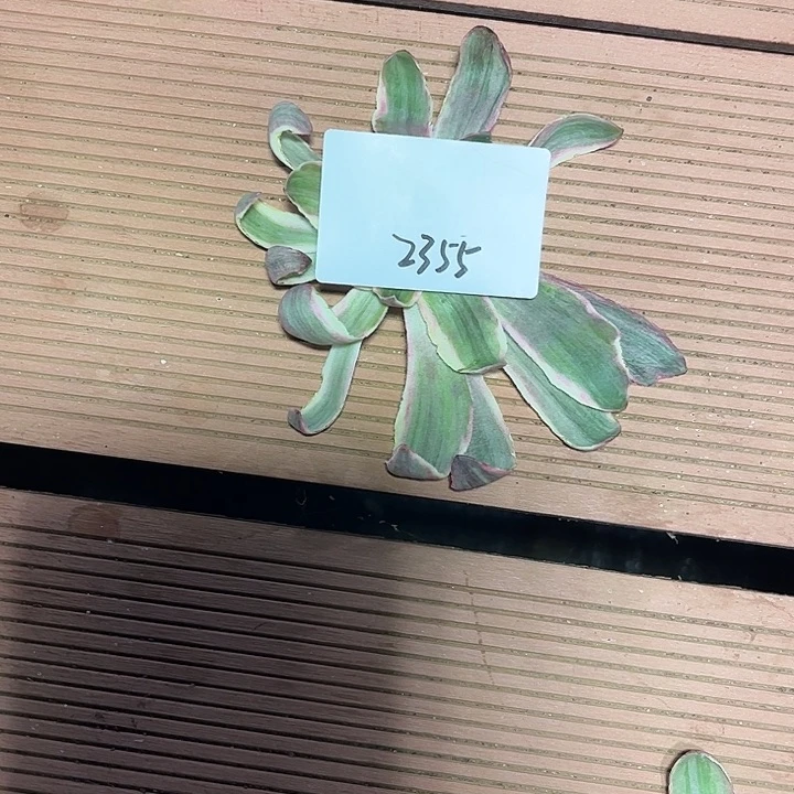 恶魔之眼多肉植物保护2355