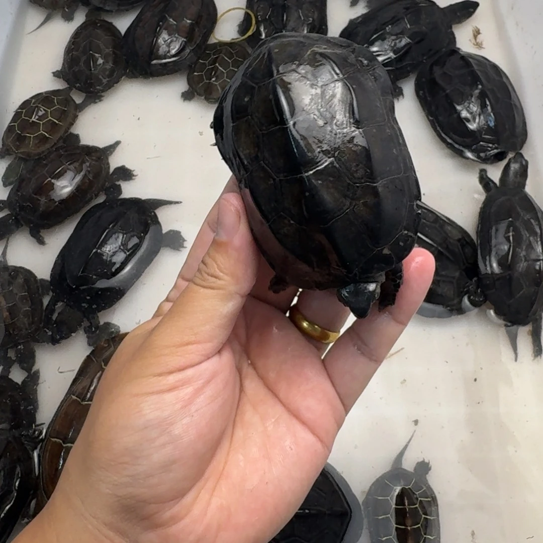 绿毛龟公苏北小墨龟