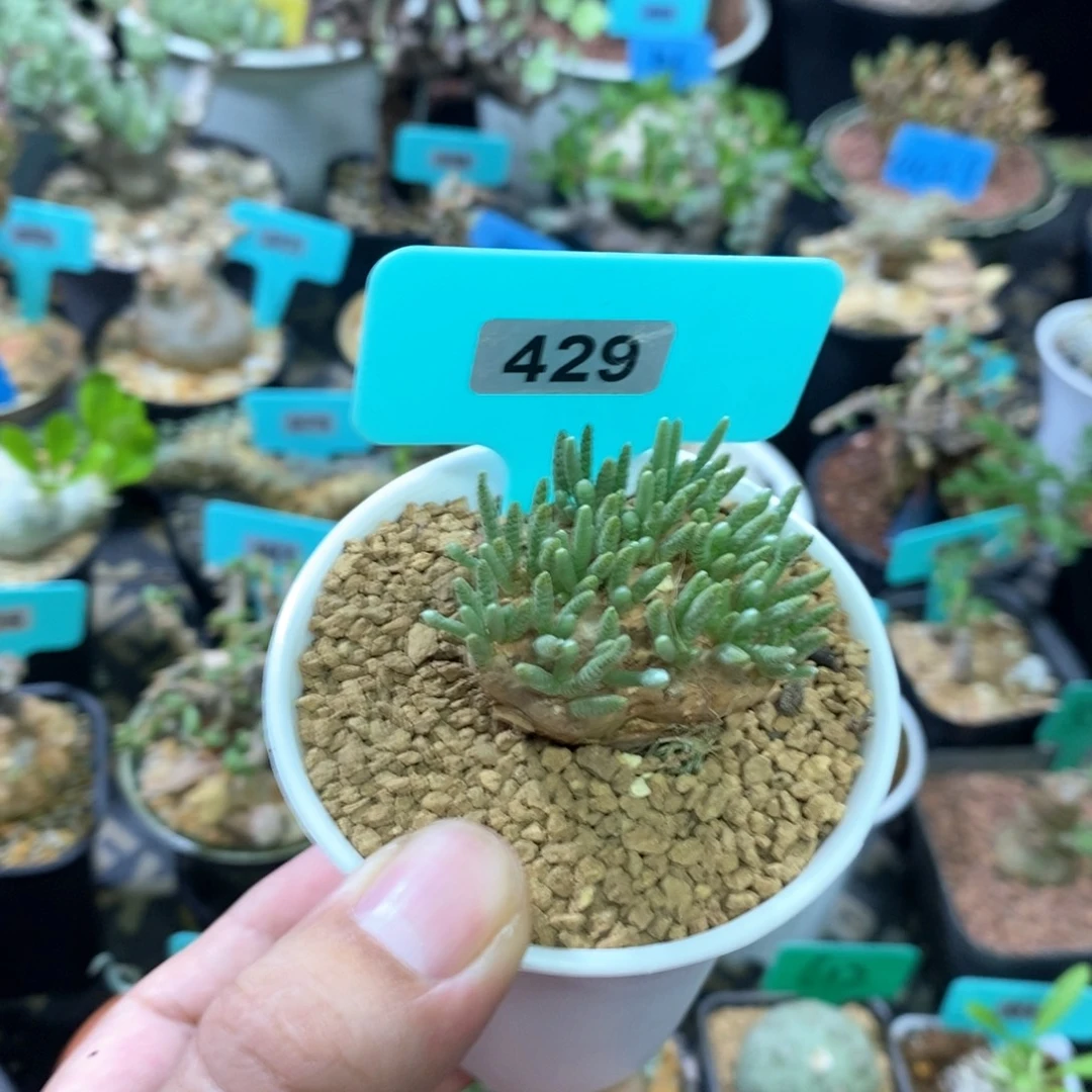 任锦多肉植物一个