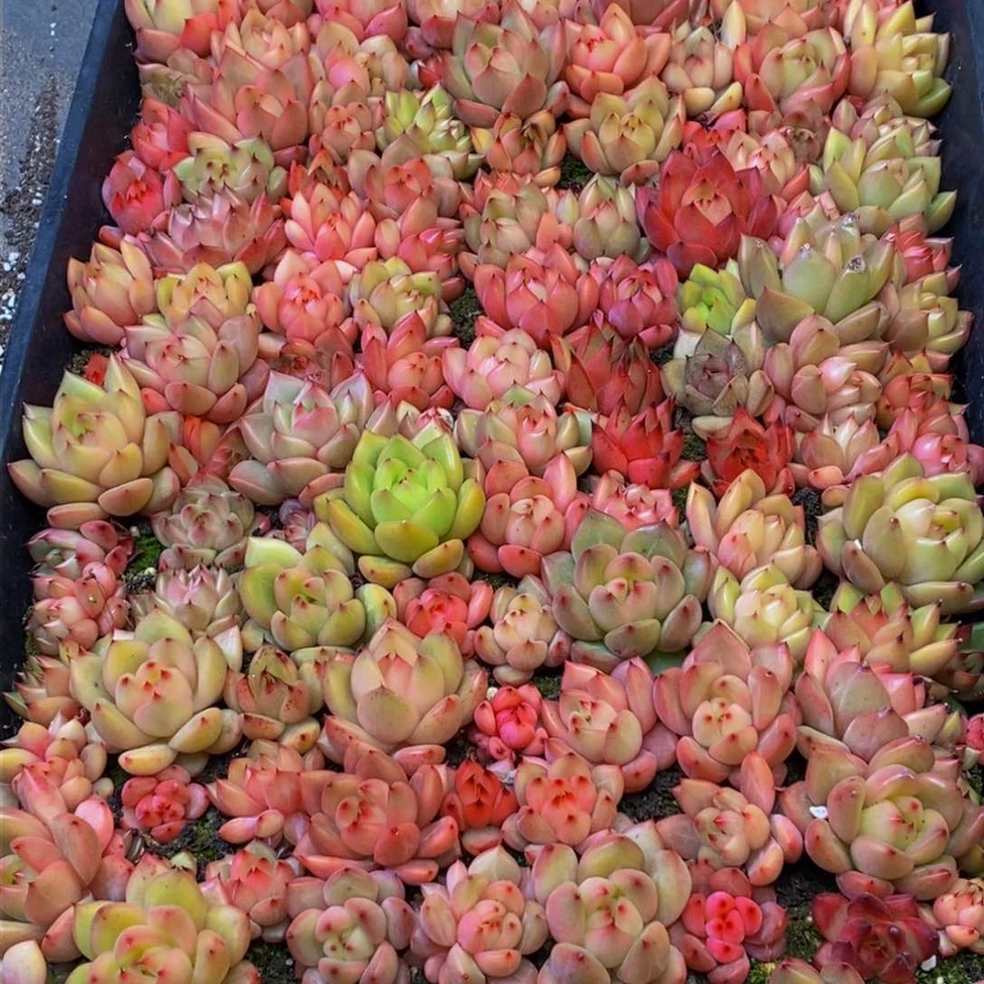 楠**园154多人在一起的时候