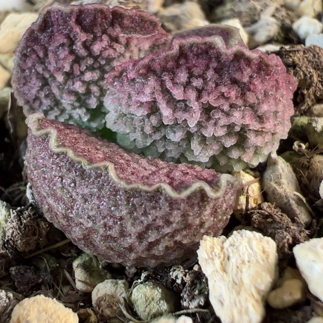 实生新品多肉植物水泡