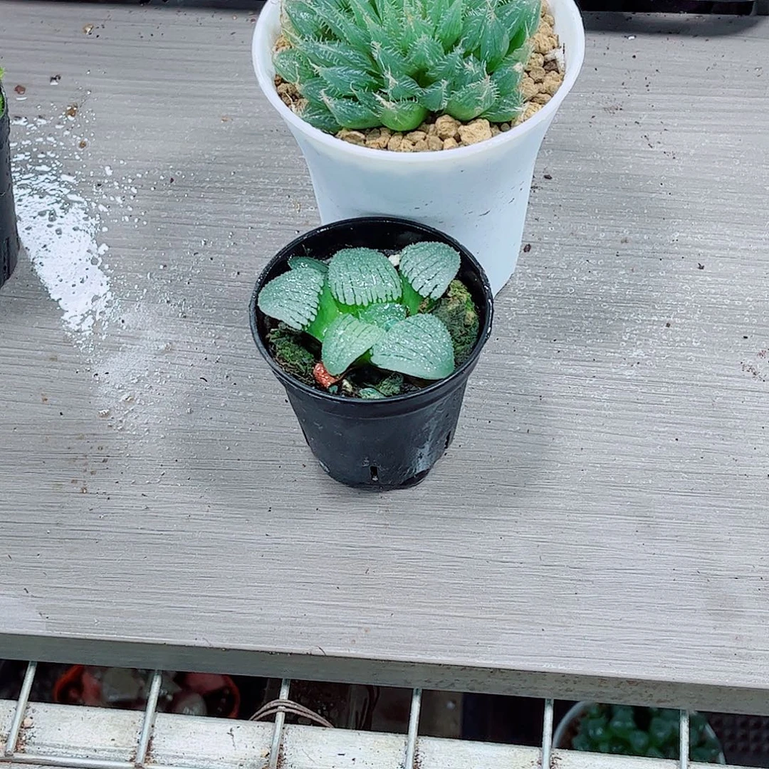 水晶掌天空玉露多肉