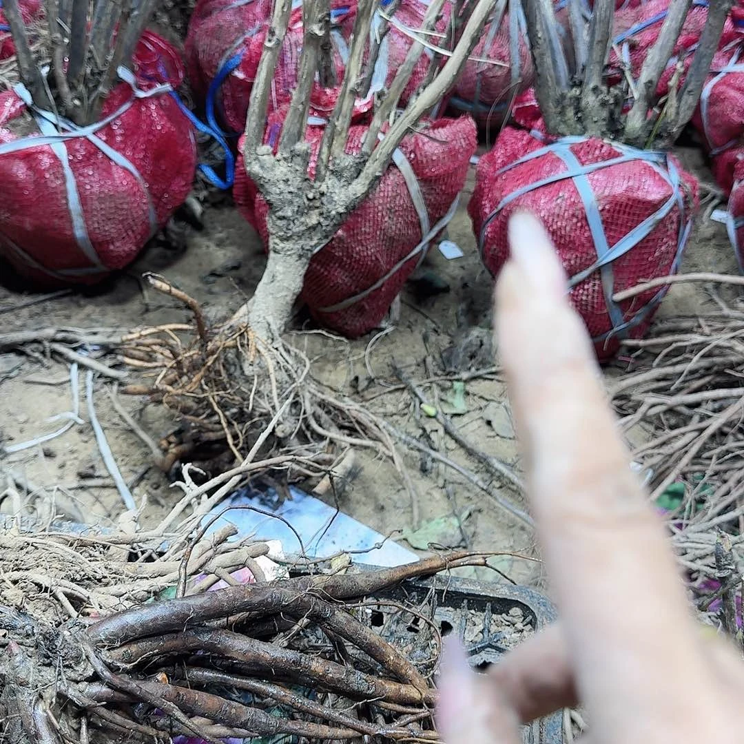 无花朵1111111111111111111