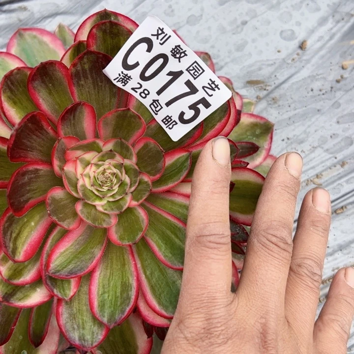 丽*0175荔枝变异多肉植物法师