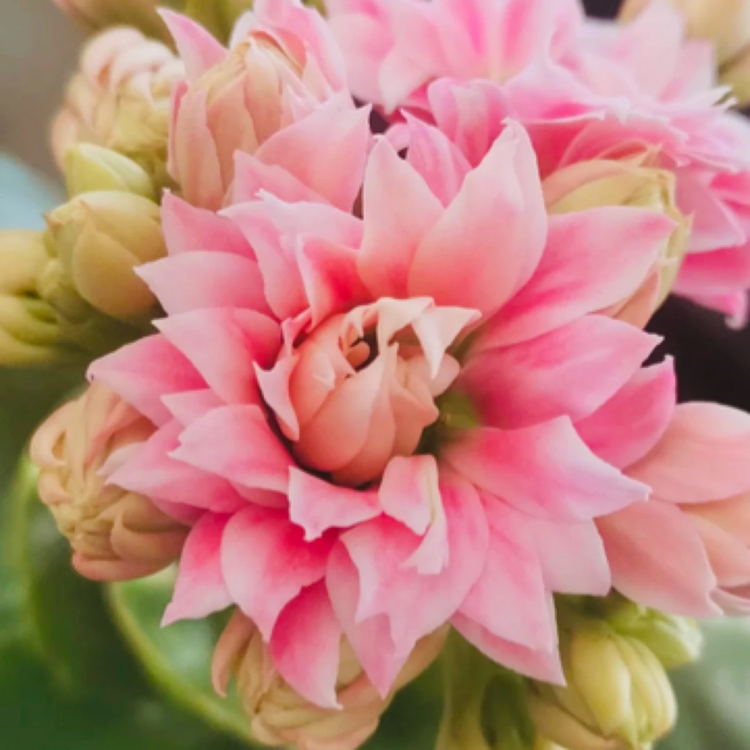 【超级玛丽】120盆一代种苗长寿 稀有大花品种 基地直发