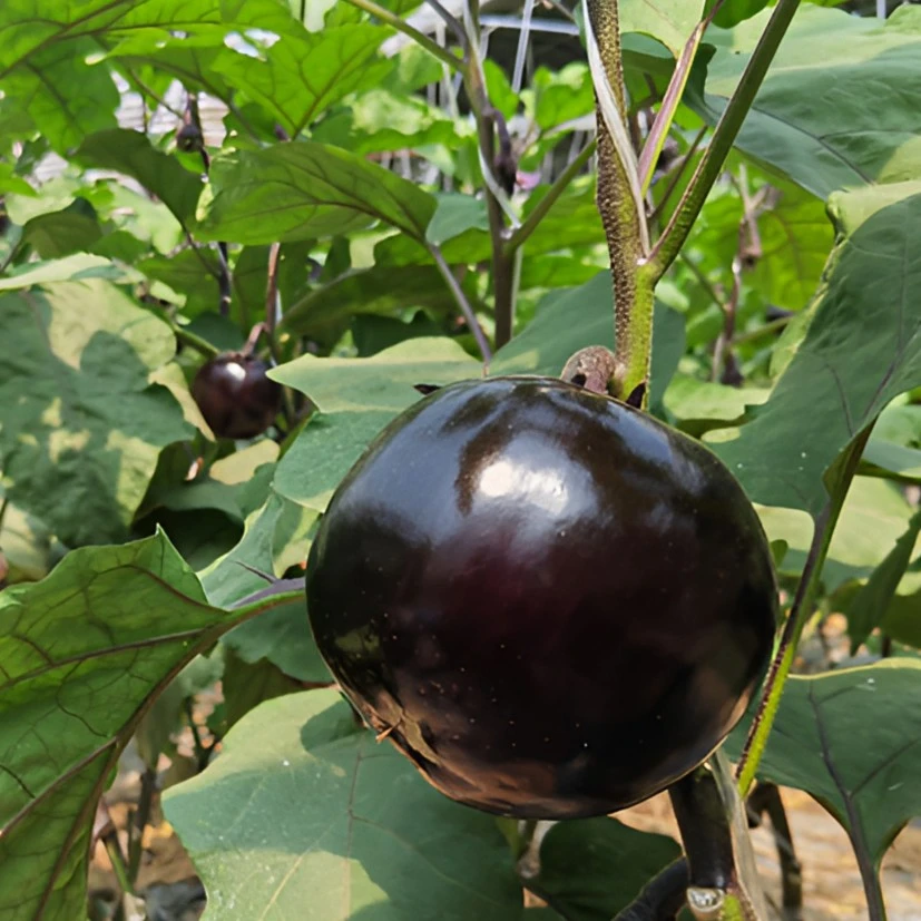 新店现摘新鲜圆茄天津农场圆茄子