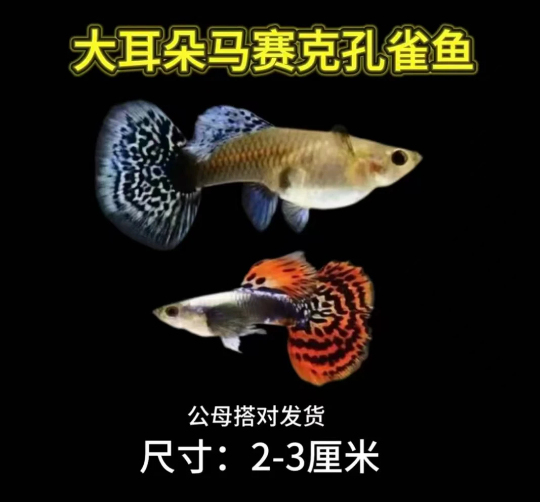 纯种大耳朵马赛克孔雀鱼小型热带观赏鱼好养耐活