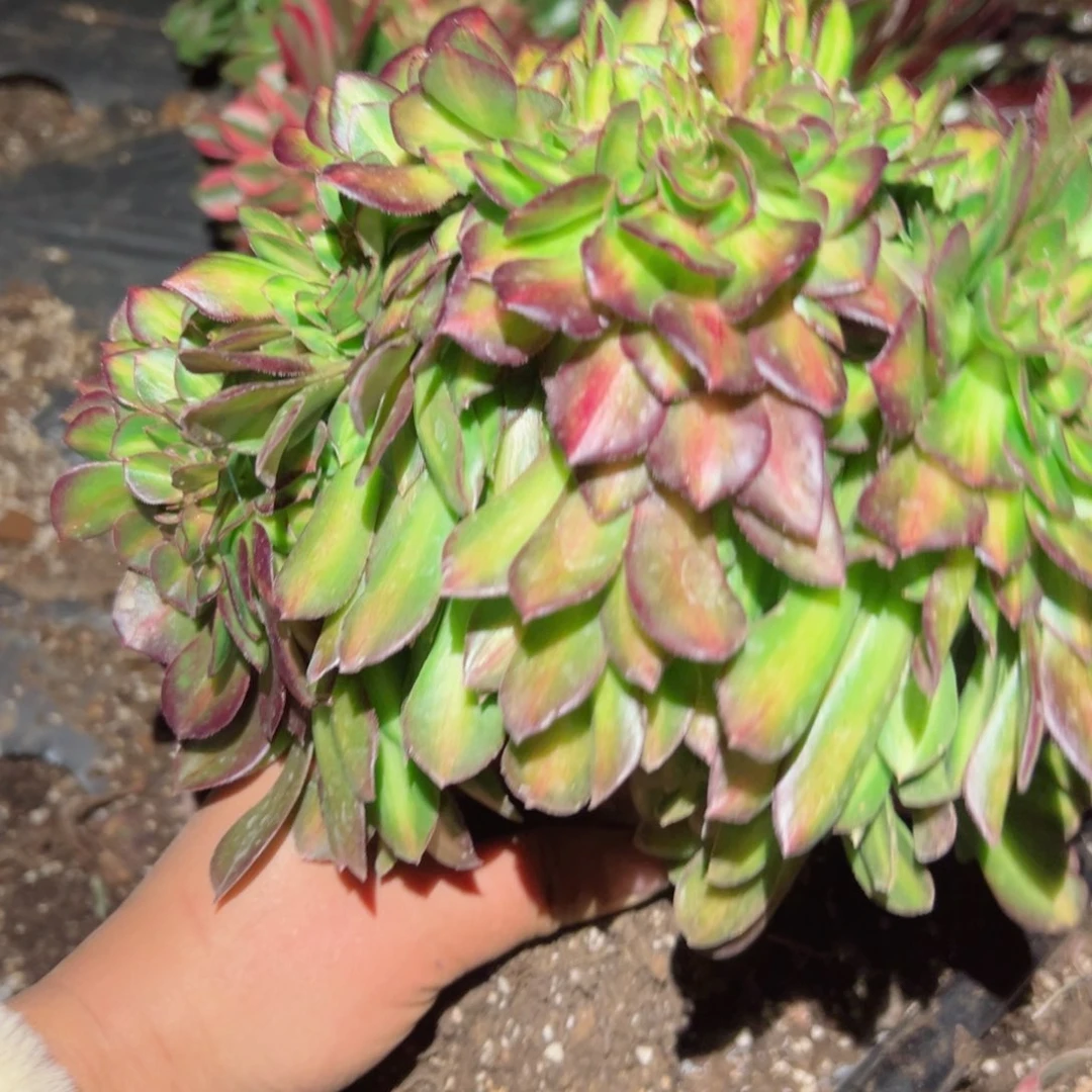 743 号多肉植物法师新年福利