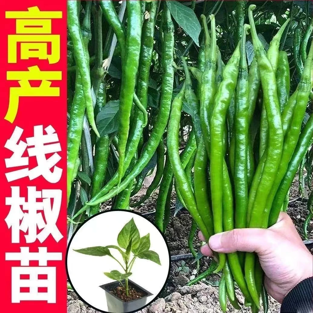 高产长线椒苗辣椒苗二荆条辣子超长线椒秧苗线椒苗带土球青椒特辣