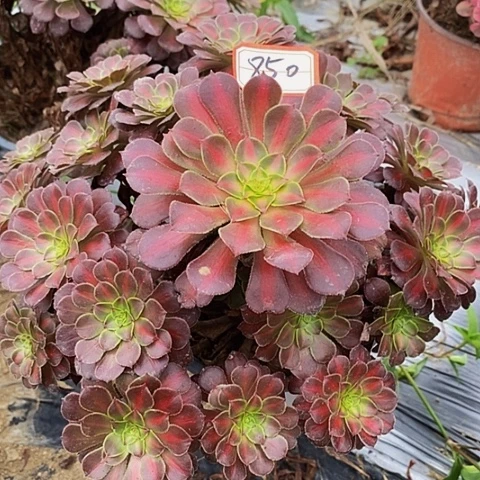 彩霞老桩捧花850号