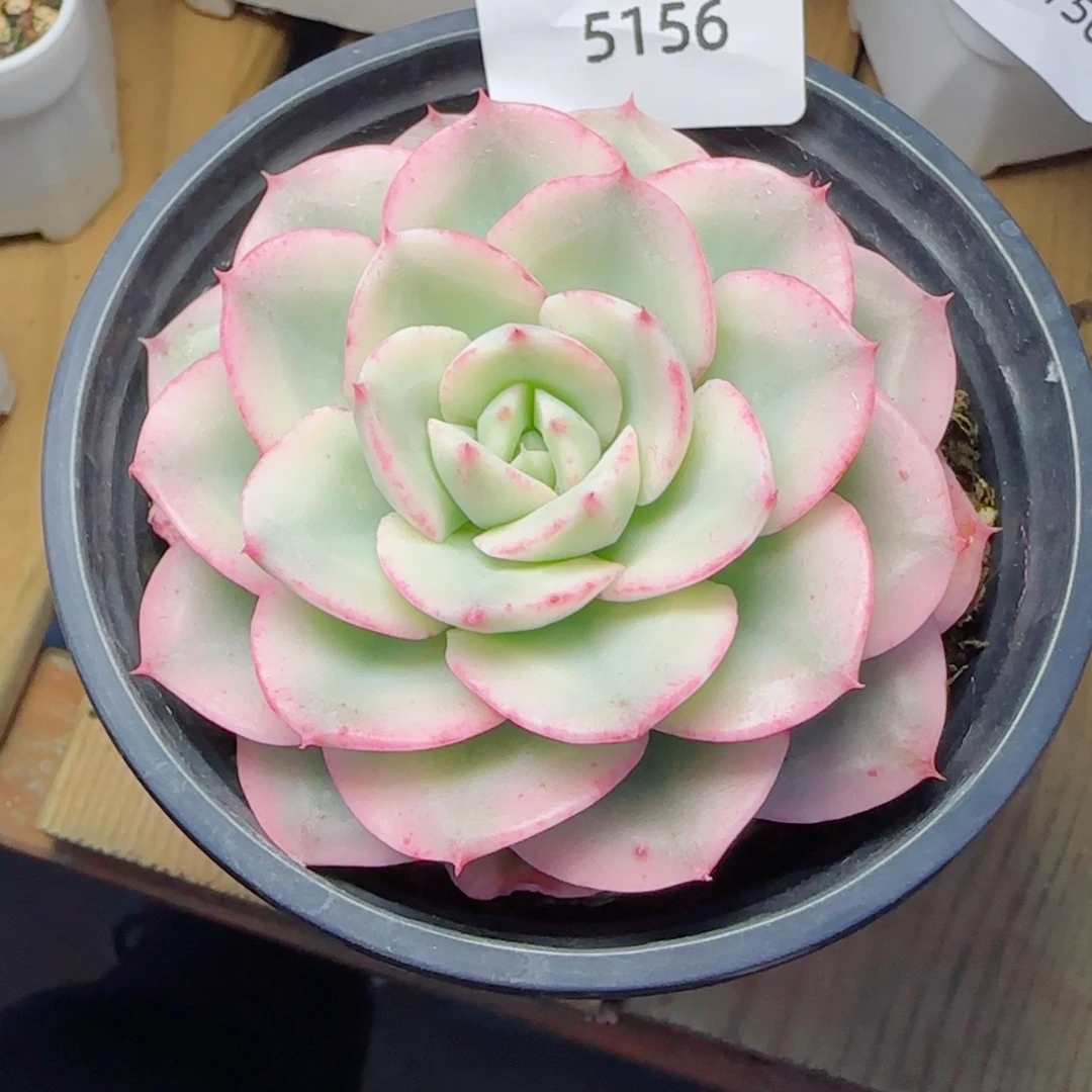 黄桃锦，5156多肉植物