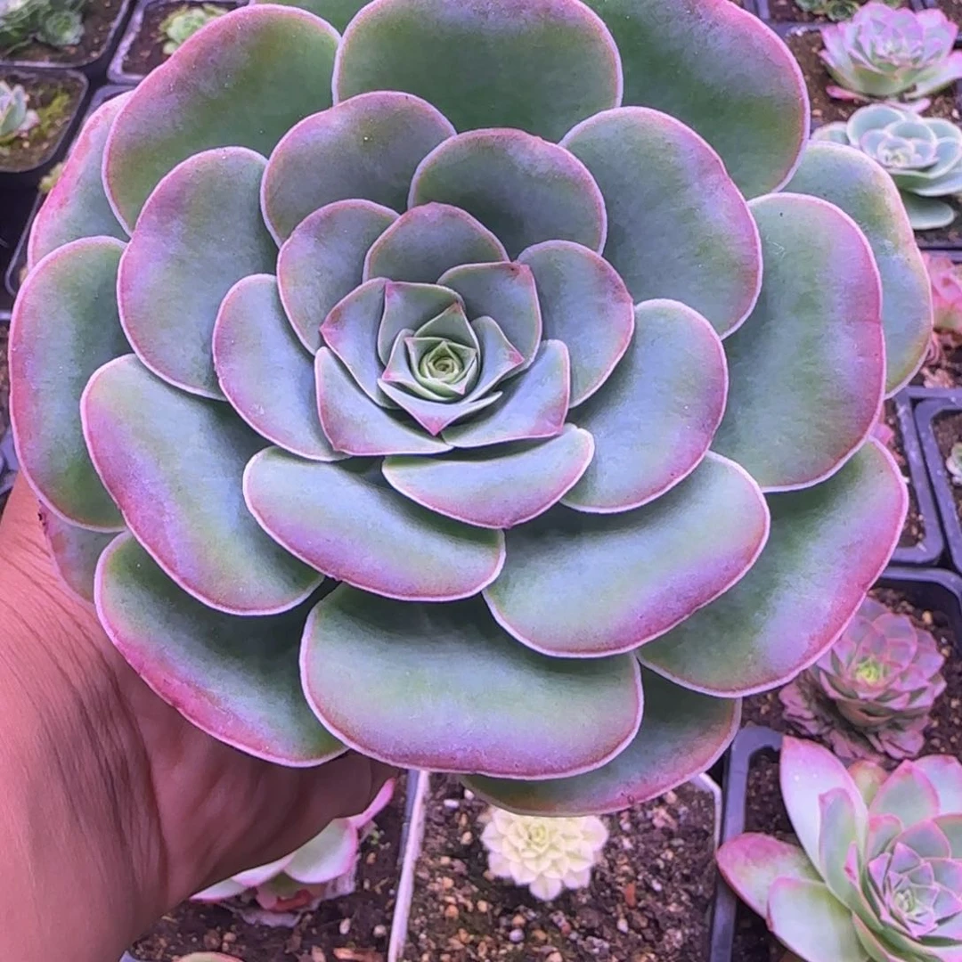 紫色大单头玫瑰11厘米14242427576