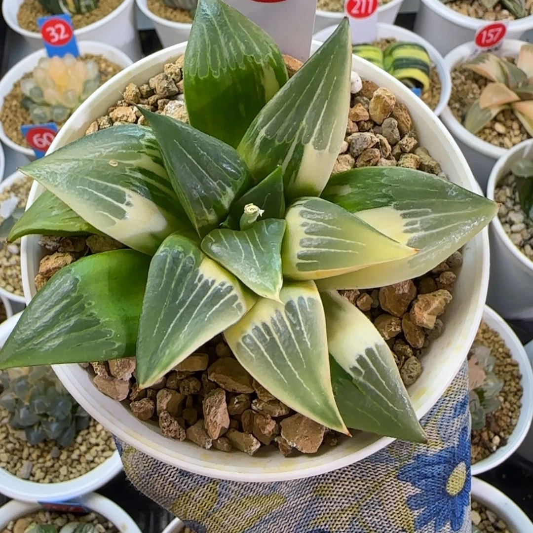 134实生寿锦 10 厘米左右一物一拍带盆