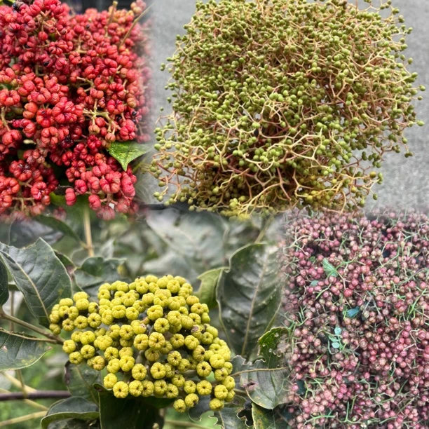 【香料类】花椒草果野葱折耳根高破芹贵州山货农特产等1斤/件起