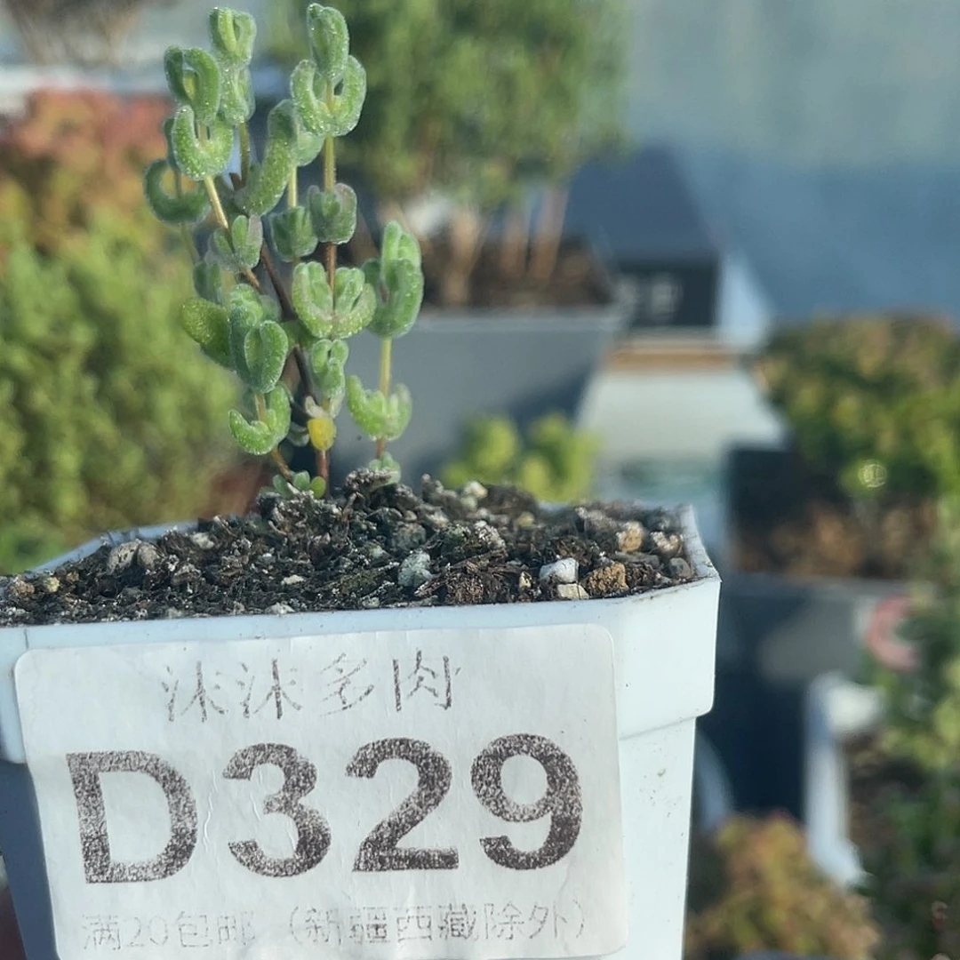 苍****?329月曲枝干番杏福利